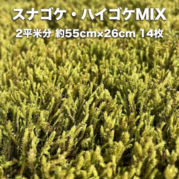 スナゴケ ハイゴケ ハイブリッド 2種ミックス 約2平米分 55cm×26cm 14枚入り 砂苔 這...