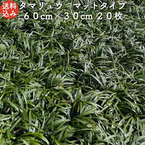 タマリュウ 玉竜 マットタイプ 60cm×30cm 20枚 産地直送 グランドカバー 常緑 多年草 ...