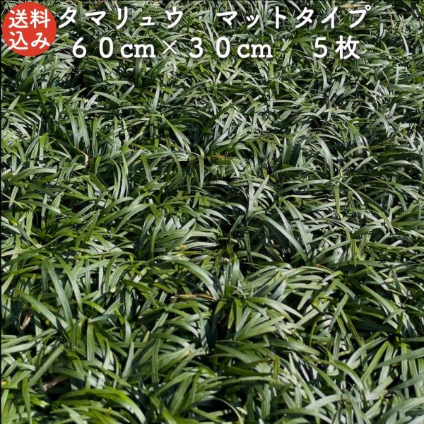 タマリュウ 玉竜 マットタイプ 60cm×30cm 5枚 約1平米 産地直送 グランドカバー 常緑 ...