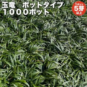 タマリュウ 玉竜 ポットタイプ 5芽立以上 1000株 約10から40平米分 産地直送 グランドカバー 常緑多年草 下草 地被植物
