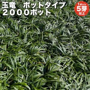 タマリュウ 玉竜 ポットタイプ 5芽立以上 2000株 約20から80平米分 産地直送 グランドカバー 常緑多年草 下草 地被植物