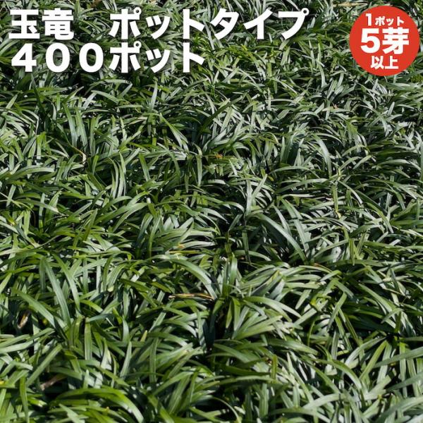 タマリュウ 玉竜 ポットタイプ 5芽立以上 400株 約4から16平米分 産地直送 グランドカバー ...