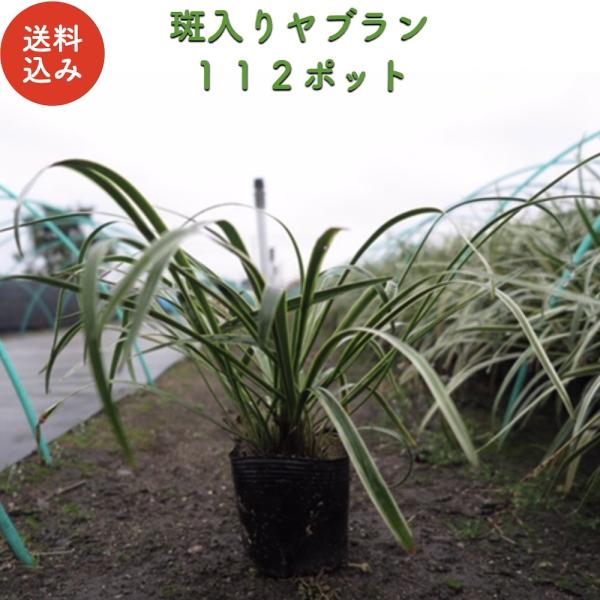 斑入りヤブラン 10.5cmポット 苗 112株 グランドカバー 常緑多年草 やぶらん フイリヤブラ...