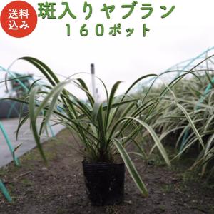 斑入りヤブラン 10.5cmポット 苗 160株 グランドカバー 常緑多年草 やぶらん フイリヤブラン 下草 植木 庭木 斑入り種