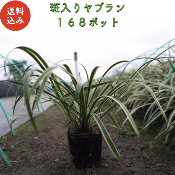 斑入りヤブラン 10.5cmポット 苗 168株 グランドカバー 常緑多年草 やぶらん フイリヤブラ...