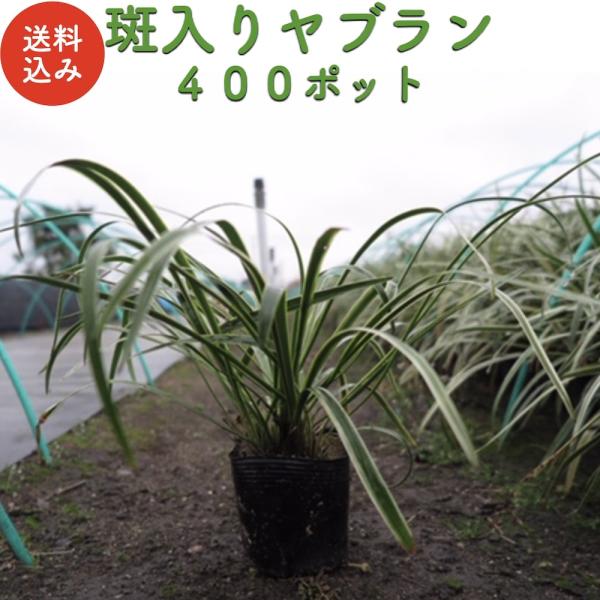 斑入りヤブラン 10.5cmポット 苗 400株 グランドカバー 常緑多年草 やぶらん フイリヤブラ...