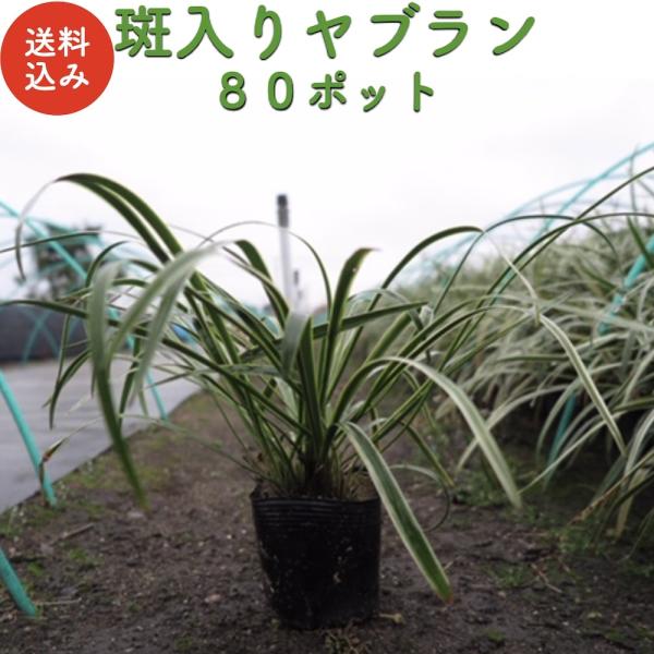 斑入りヤブラン 10.5cmポット 苗 80株 グランドカバー 常緑多年草 やぶらん フイリヤブラン...