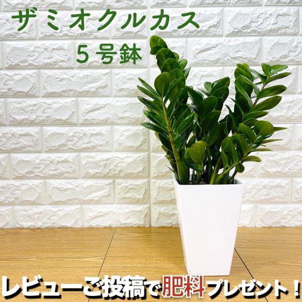 観葉植物 ザミオクルカス ザミフォーリア 5号鉢 シンボルツリー おしゃれなインテリア 結婚祝い 新...