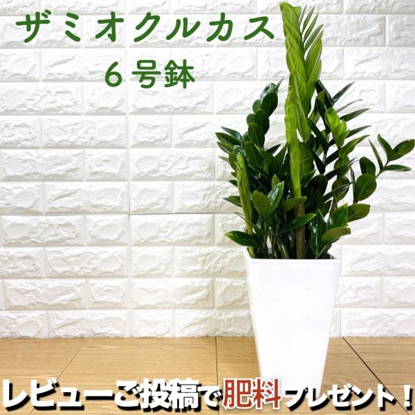 観葉植物 ザミオクルカス ザミフォーリア 6号鉢 金銭樹 耐陰性種類 おしゃれな室内インテリア 結婚...