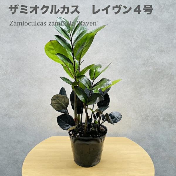 観葉植物 ザミオクルカス レイヴン ザミフォーリア 4号ポット レイブン おしゃれ ブラック種類 室...
