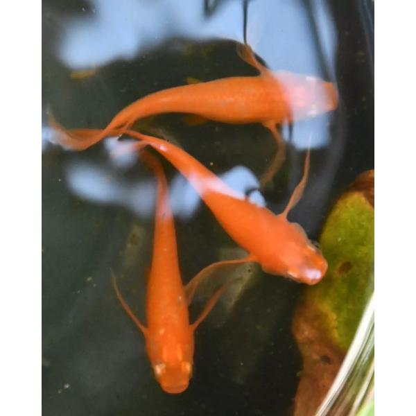 紅帝松井ヒレ長 S稚魚 7匹保証3匹追加 メダカ水槽 メダカ種類 メダカの飼い方室内 メダカの飼い方...