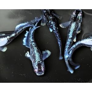 ミッドナイトフリル  若魚2匹1ペアメダカ水槽 メダカの飼い方室内 メダカの飼い方 メダカの飼い方屋...