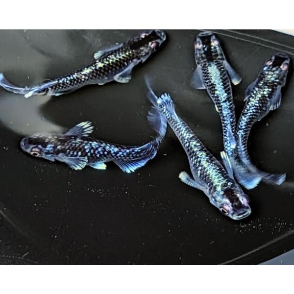 ミッドナイトフリル体外光  S稚魚 7匹保証3匹追加メダカ水槽 メダカ種類 メダカの飼い方室内 メダ...