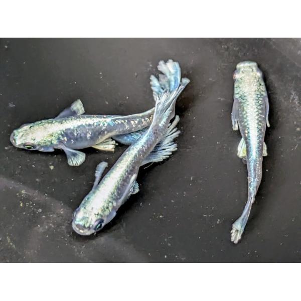 グラディオ 若魚2匹1ペア メダカ水槽 メダカの飼い方室内 メダカの飼い方 メダカの飼い方屋外