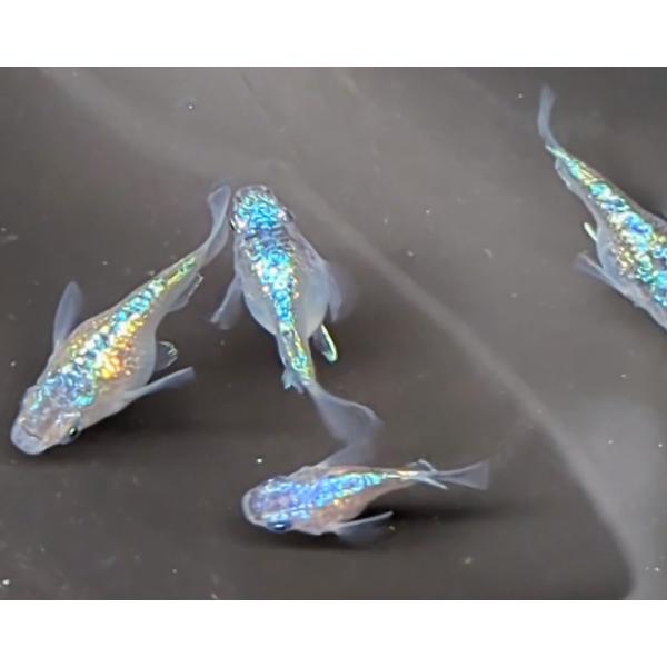 ネプチューンダルマ S稚魚7匹保証3匹追加メダカ水槽 メダカの飼い方室内 メダカの飼い方屋外