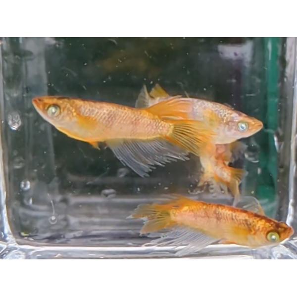 金箔和墨リアルロングフィン S稚魚7匹保証3匹追加 メダカ水槽 メダカの飼い方 メダカの飼い方屋外