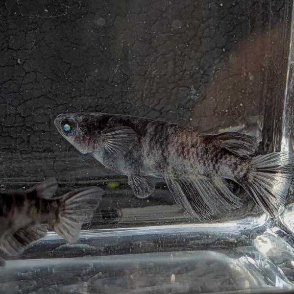 和墨ブルーアイ S稚魚7匹保証3匹追加 メダカ水槽 メダカ種類 メダカの飼い方室内 メダカの飼い方 ...