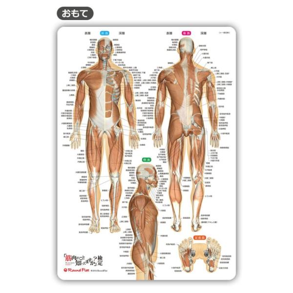 ラウンドフラット 筋肉まるわかりシート 下敷き 筋肉イラスト