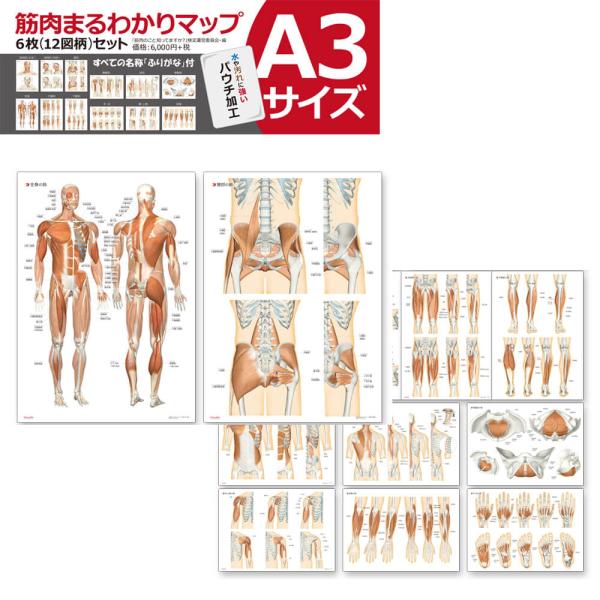 ラウンドフラット 筋肉まるわかりマップ６枚セットＡ３サイズ パウチ仕様 ふりがな付き