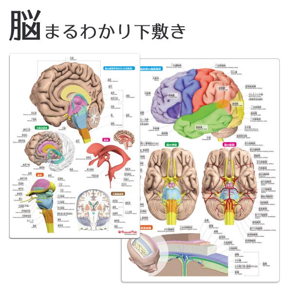 ラウンドフラット 脳まるわかりシート 下敷き 漢字 ふりがな 英語 名称付き