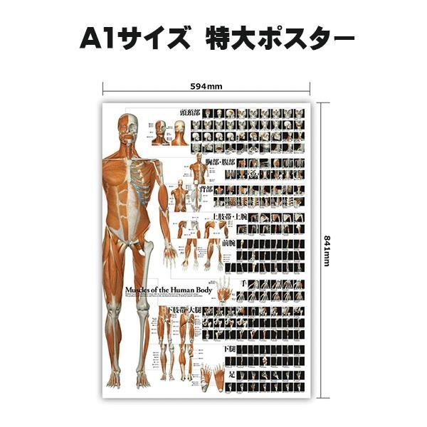 ラウンドフラット 全身の骨格筋 A1サイズ 特大ポスター