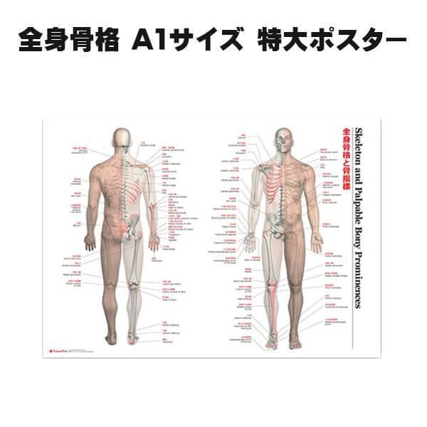 ラウンドフラット 全身骨格と骨指標 A1サイズ 特大ポスター