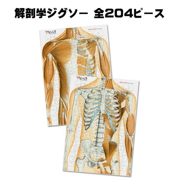 解剖学ジグソー パズル ラウンドフラット 全204ピース