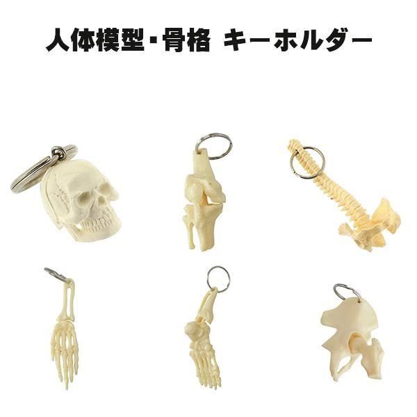 人体模型・骨格 キーホルダー ラウンドフラット