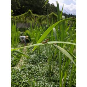 マコモ茶10パック 入り メール便送料無料の詳細画像3