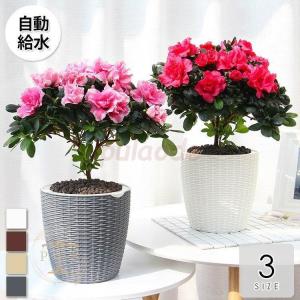 植木鉢 プランター おしゃれ 鉢植え 花 栽培 プレゼント ギフト 母の日 通販 かわいい ガーデニング ホワイト ベージュ グレー スタイリッシュ