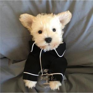 おもしろコスプレ 犬の服 の商品一覧 犬服 アクセサリー 犬用品 ペット用品 生き物 通販 Yahoo ショッピング