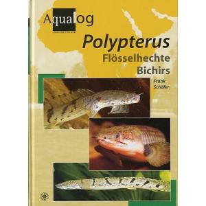 Aqualog  Polypterus  ＜＞