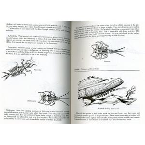 [英語] 「NYMPH FISHING FOR...の詳細画像1