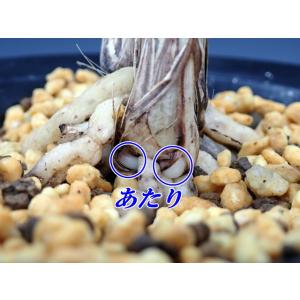 G-9 韓国春蘭 無銘散斑縞 3本立 (韓国・...の詳細画像3