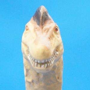 70670 ブラキオサウルス ビニールモデル｜purasen