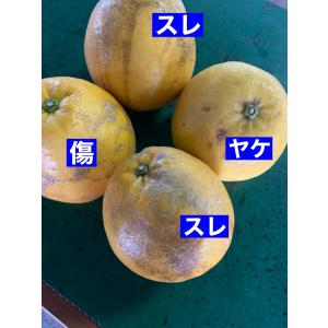 お値打ち商品 愛媛県八幡浜産 河内晩柑10キロ...の詳細画像1