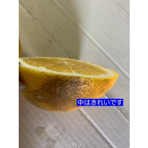 お値打ち商品 愛媛県八幡浜産 河内晩柑10キロ...の詳細画像2