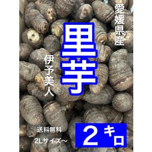 愛媛県産里芋（伊予美人）２キロ  送料無料｜プチとくFruits