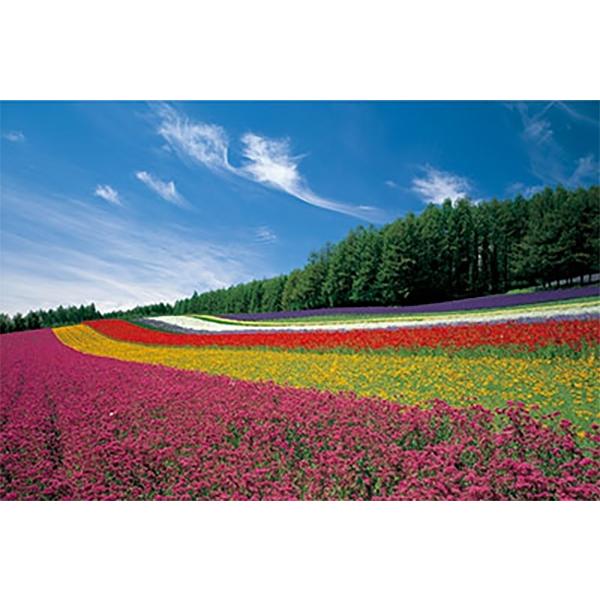 特価 ジグソーパズル 1000ピース 富良野の花畑 北海道 日本風景 ロード 残りわずか