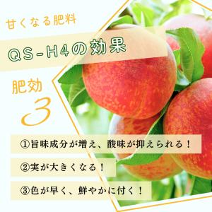 QS-H4の詳細画像3