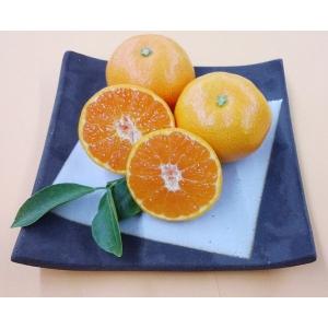 【送料無料】 みやま市特産品みかん 今超香 (こんちょか) みかん 5kg×1箱 ペンギン夢楽 山川みかん 福岡県産 産地直送 皮が薄い ぷりぷり 小玉 甘味 酸味