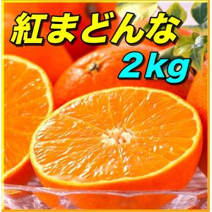 【 紅まどんな 】約２kg 秀品 糖度：約14度 ギフト 当店化粧箱 糖度センサー 愛媛県産 お歳暮プレゼント 紅マドンナ Best Orange in the World【クロネコ】