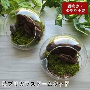テラリウム プリザーブド 苔 インテリア 置物 苔プリ ガラスポット