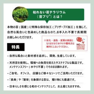 苔プリ 枯れない苔 枯山水キット 日本庭園 枯...の詳細画像1