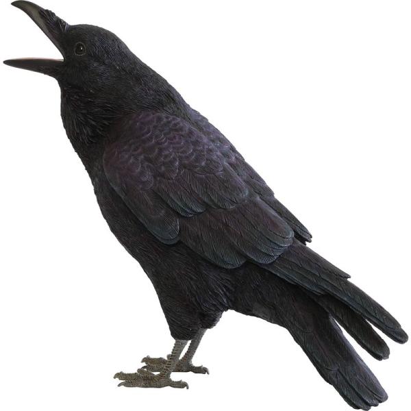 ペットバンク ジャングル クロウ カラス PET BANK JUNGLE CROW