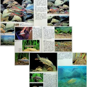 川魚完全飼育ガイド ―日本産淡水魚の魅力満載|...の詳細画像3
