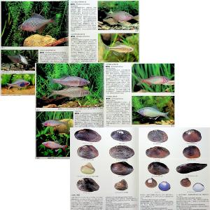 川魚完全飼育ガイド ―日本産淡水魚の魅力満載|...の詳細画像4
