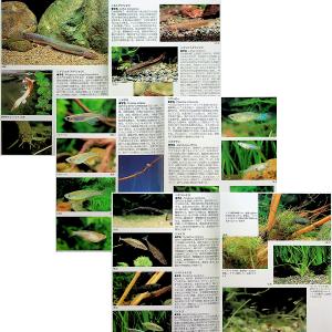 川魚完全飼育ガイド ―日本産淡水魚の魅力満載|...の詳細画像5