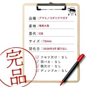 アマミノコギリクワガタ オス 【鹿児島県・奄美...の詳細画像1