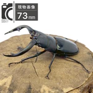 アマミノコギリクワガタ オス 【鹿児島県・奄美...の詳細画像2